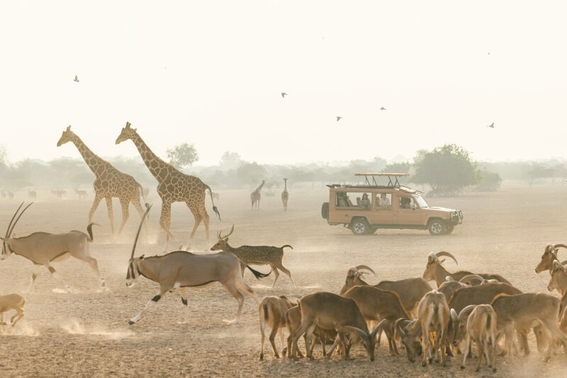 Safari with many wild animals.